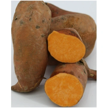 Ipomoea batatas Beauregard | A.M. ozoli