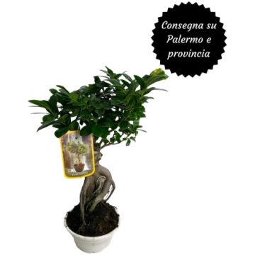 Bonsai di Ficus Carl Flowers Palermo