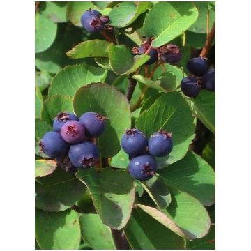 Amelanchier alnifolia 'Smokey' alkšņlapu