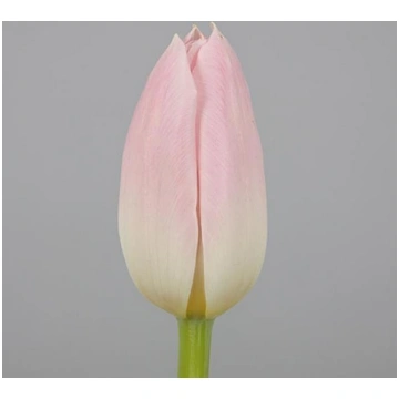 Tulpes DYNASTY