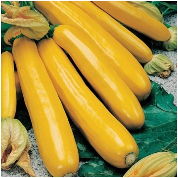GOLDEN GLORY F1