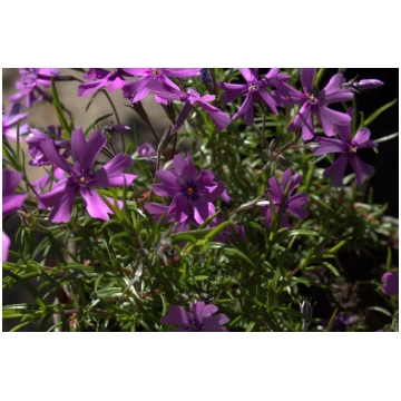 PURPLE BEUTY floksis aslapju