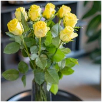 Rozes Good times (10GAB|60CM)