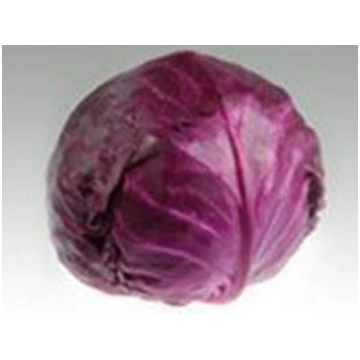 Cavolo Cappuccio Rosso ROKIE