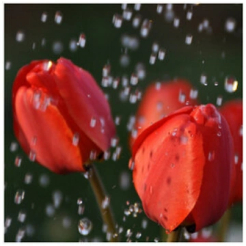Reprodukcija Tulpes lietū
