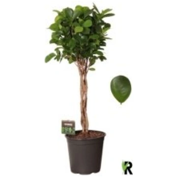 Telpaugi Ficus micr. "Moclame"(Fikuss)