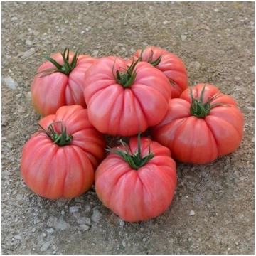 Pomodoro Cuore di bue ROSALINDA