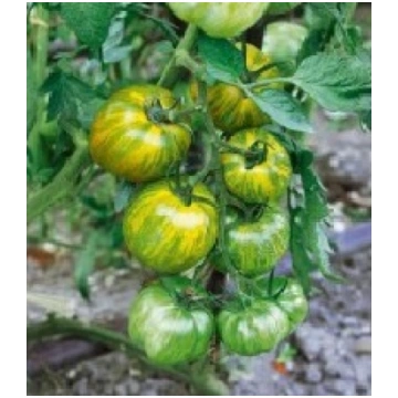 GREEN ZEBRA F1