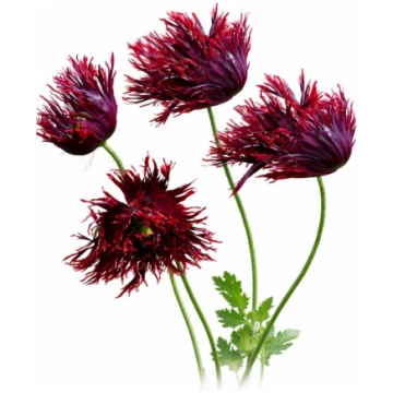 Miega magone ‘Black Swan’ sēklas | Papaver somnife