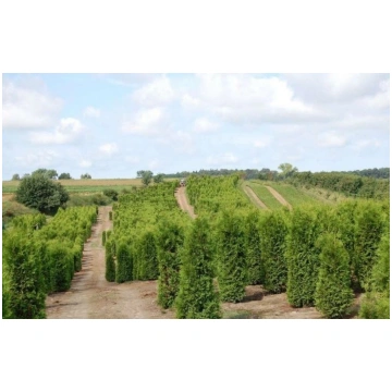 Thuja Brabant 200-220cm Lebensbaum Brabant - Hecke