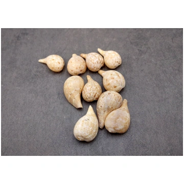 Tan Fig Seashells Ficus Gracilis (10 shells approx