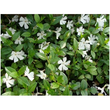 Vinca minor alba-Vinca Donnadipiante - Vendita pia