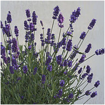 Lavandula angustifolia Ellegance Purple 1 gb.sējen