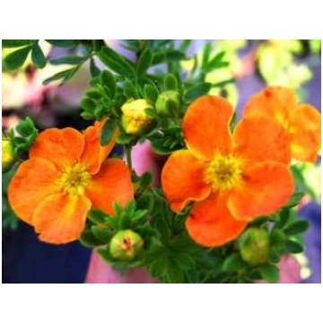 Potentilla fruticosa 'Tangerine' Parastā