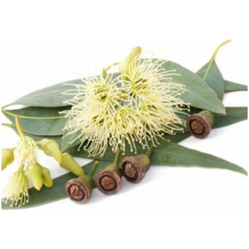 Eikalipts Smithii (Eucalyptus smithii) BIO ēterisk