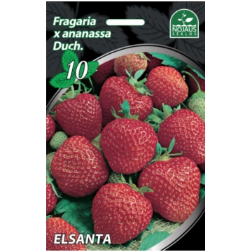 50gab. Elsanta Frigo Zemeņu stādi