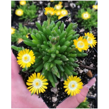 Delosperma cooperi Jewel of Desert Peridott | A.M.
