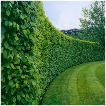 Skabārdis, parastais /carpinus betulus/ - kailsakņ