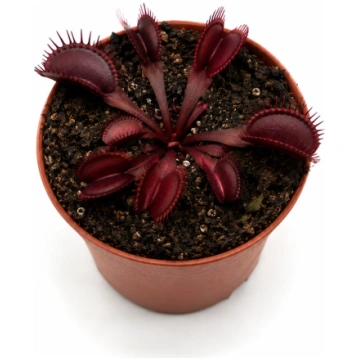 Dionaea muscipula Great Teeth All Red Caput Mundi 
