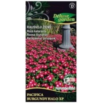 Deluxe Garden Sēklas katarante Pacifica XP burgund