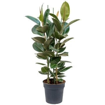 Fikuss Robusta