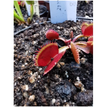DM28 Dionaea muscipula -- "Couch Rooster" - M