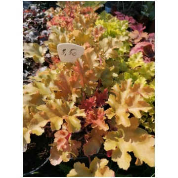 Heuchera Marmalade- heihēra