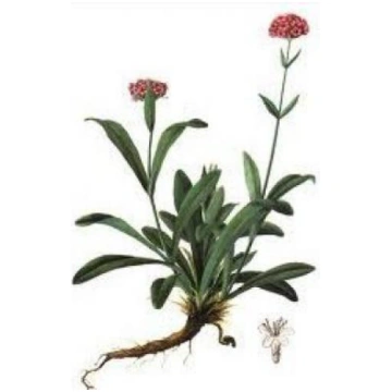 Narde/ Spikenards (Nardostachys jatamansi) BIO ēte