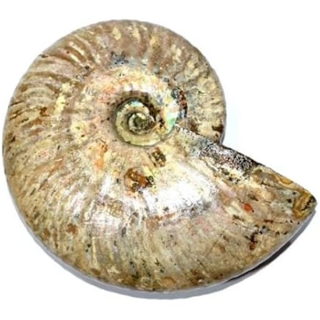 cleoniceras besairei Amonīta fosilija (Fossilien) 