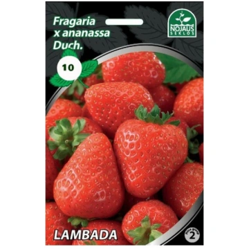 10gab. LAMBADA frigo Zemeņu stādi