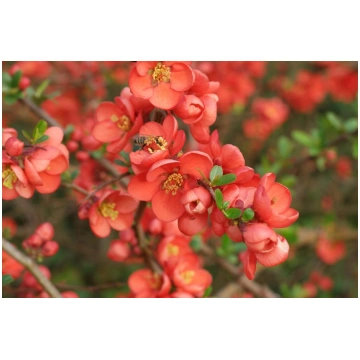 Chaenomeles japonica (Japānas krūmcidonija), konte