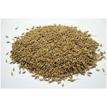 Miežu graudi 40 kg SIA ''KG Latvija&apos