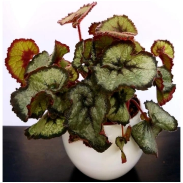 BEGONIA REX ESCARGOT Italian Cresties Shop