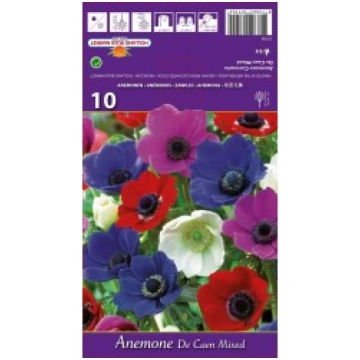 ANEMONES DE CAEN ST-STOTELIŲ LINIJA-RUDUO