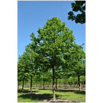Platlapu liepa /tilia platphyllos/ - kailsakņu stā