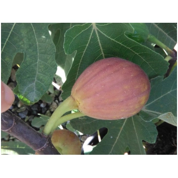 Ficus carica Brown Turkey-Fico Donnadipiante - Ven