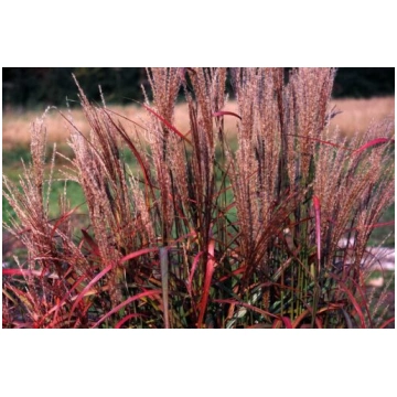 Ķīnas miskante šķ. - Miscanthus sinensis “Purple F