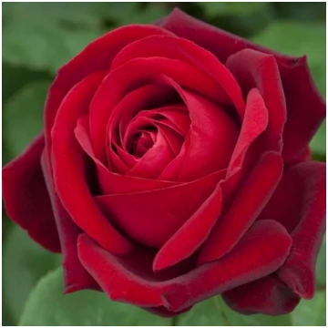 Sarkana - Tējhibrīdroze - intensīvi smaržīga roze