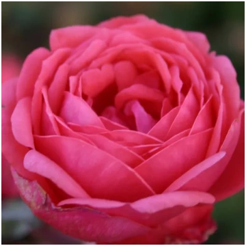 Rozā - dobes floribundroze - intensīvi smaržīga ro