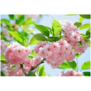 Fototapetes Ziedēšanas sakuras