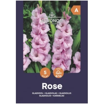 Lielziedu gladiolu sīpoli, lat. GLADIOLUS ROSE, 5 