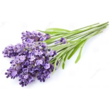 Lavandas ziedi augstkalnu (Lavandula angustifolia 