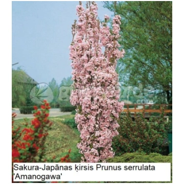 Sakura Prunus serrulata 'Amanogawa'(augs