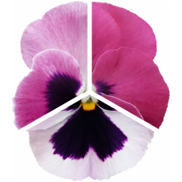 Viola x wittrockiana Inspire® DeluXXe Pink Surpris
