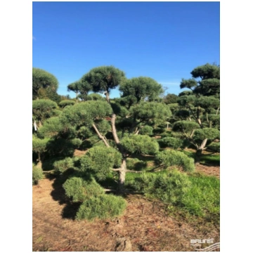 Parastā priede bonzai forma / Pinus sylvesteris bo
