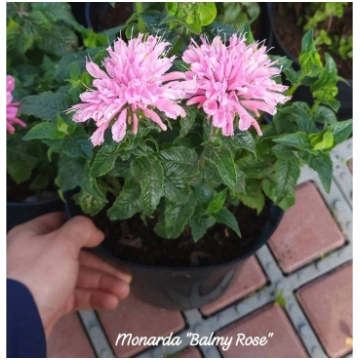 Monarda "Balmy Rose"
