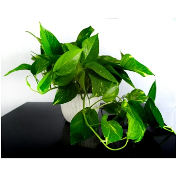 Pothos Mirea con vaso Flowers Palermo
