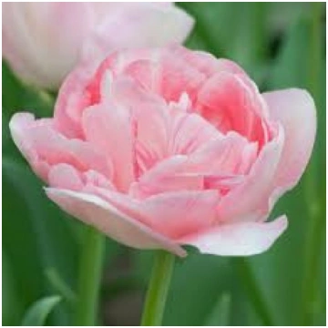 Tulpe "Angelique" Tulipa Double Angelique