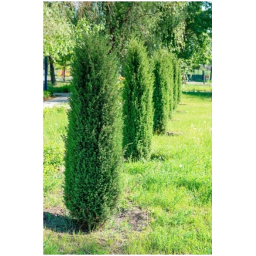 Juniperus communis 'Cracovice' Parastais