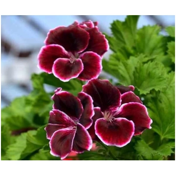 Karaliskā lielziedu pelargonija "Aristo Black beau